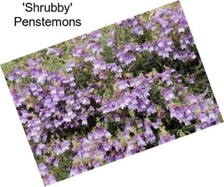 \'Shrubby\' Penstemons