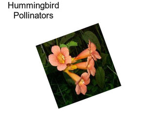 Hummingbird Pollinators