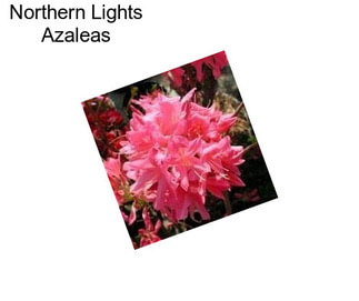 Northern Lights Azaleas