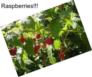 Raspberries!!!