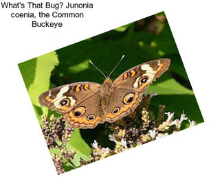 What\'s That Bug? Junonia coenia, the Common Buckeye