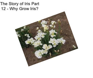 The Story of Iris Part 12 - Why Grow Iris?