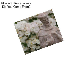 Flower to Rock: \