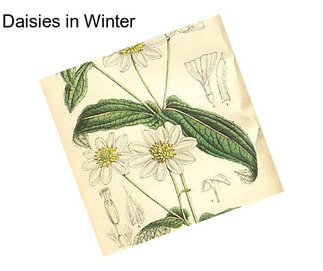 Daisies in Winter