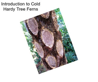 Introduction to Cold Hardy Tree Ferns