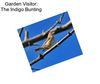 Garden Visitor: The Indigo Bunting