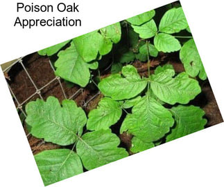 Poison Oak Appreciation