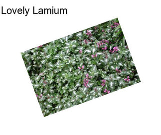 Lovely Lamium