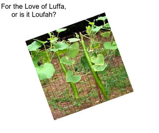 For the Love of Luffa, or is it Loufah?