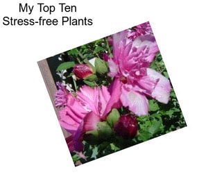 My Top Ten Stress-free Plants