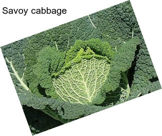 Savoy cabbage