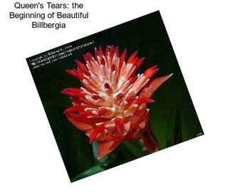 Queen\'s Tears: the Beginning of Beautiful Billbergia