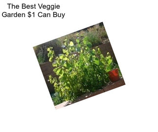 The Best Veggie Garden $1 Can Buy