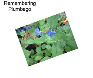 Remembering Plumbago
