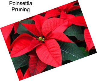 Poinsettia Pruning