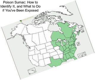 Poison Sumac: How to Identify It, and What to Do if You\'ve Been Exposed