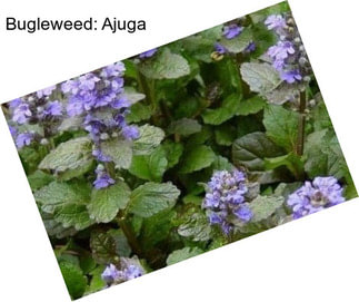 Bugleweed: Ajuga