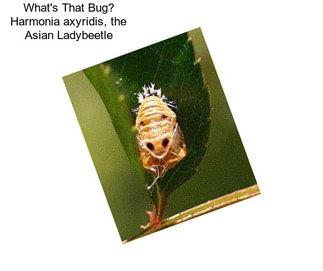 What\'s That Bug? Harmonia axyridis, the Asian Ladybeetle