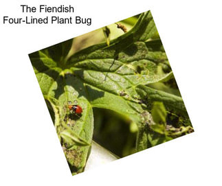 The Fiendish Four-Lined Plant Bug