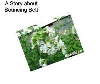 A Story about Bouncing Bett