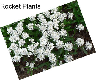 Rocket Plants