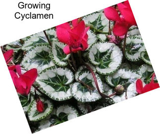 Growing Cyclamen