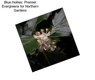 Blue Hollies: Premier Evergreens for Northern Gardens