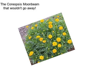 The Coreopsis Moonbeam that wouldn\'t go away!
