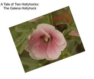 A Tale of Two Hollyhocks: The Galena Hollyhock