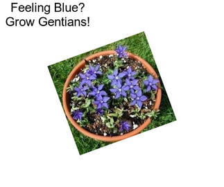 Feeling Blue? Grow Gentians!