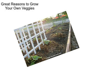 Great Reasons to Grow Your Own Veggies