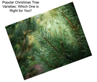 Popular Christmas Tree Varieties: Which One is Right for You?