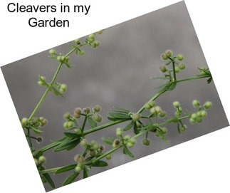 Cleavers in my Garden