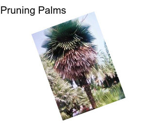 Pruning Palms