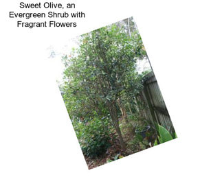 Sweet Olive, an Evergreen Shrub with Fragrant Flowers