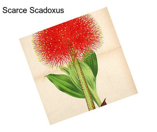 Scarce Scadoxus