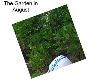 The Garden in August