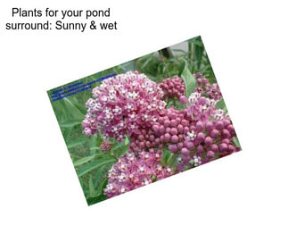 Plants for your pond surround: Sunny & wet