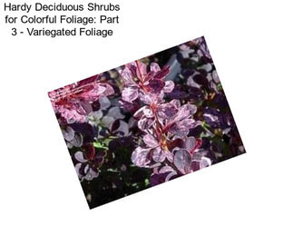 Hardy Deciduous Shrubs for Colorful Foliage: Part 3 - Variegated Foliage