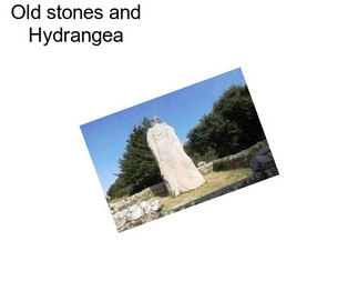 Old stones and Hydrangea