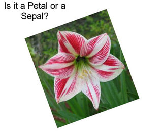 Is it a Petal or a Sepal?