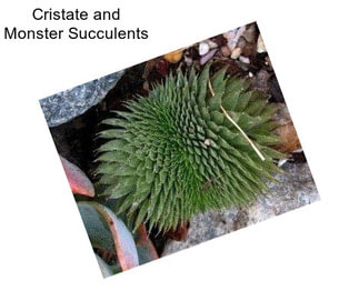 Cristate and Monster Succulents