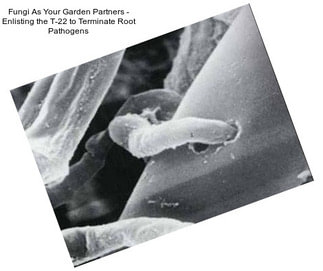 Fungi As Your Garden Partners - Enlisting the T-22 to Terminate Root Pathogens