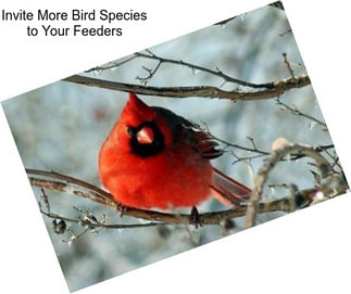 Invite More Bird Species to Your Feeders
