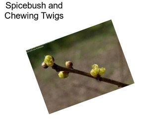 Spicebush and Chewing Twigs