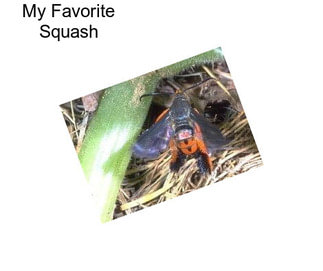 My Favorite Squash