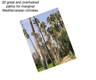 20 great and overlooked palms for marginal Mediterranean climates