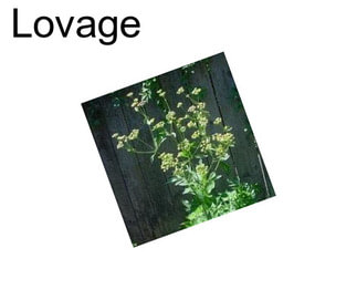Lovage