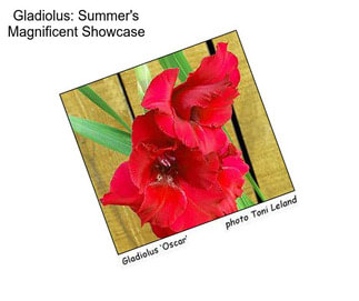 Gladiolus: Summer\'s Magnificent Showcase
