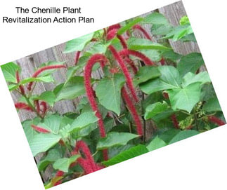 The Chenille Plant Revitalization Action Plan